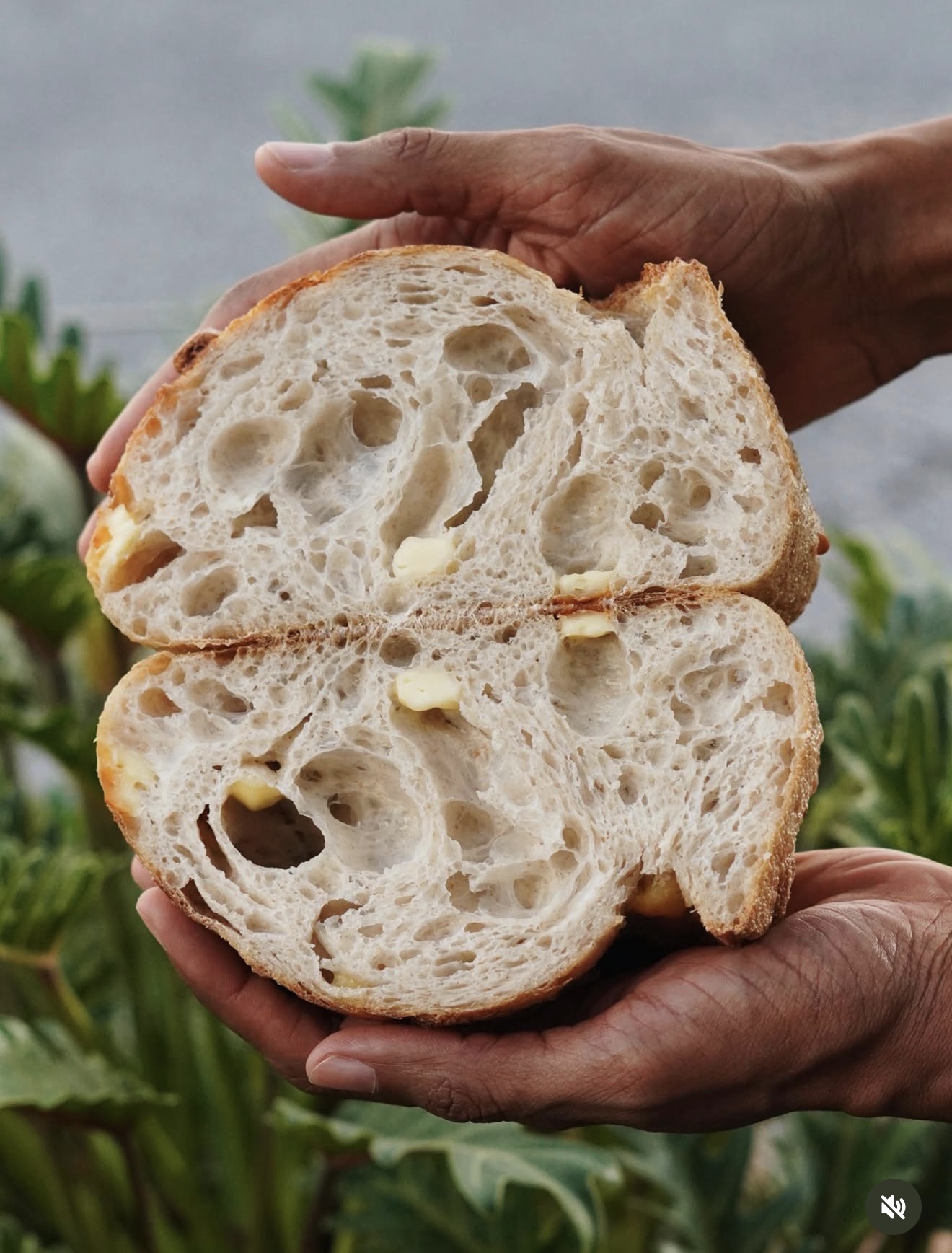 Pão de fermentação natural aberto, com miolo alveolado